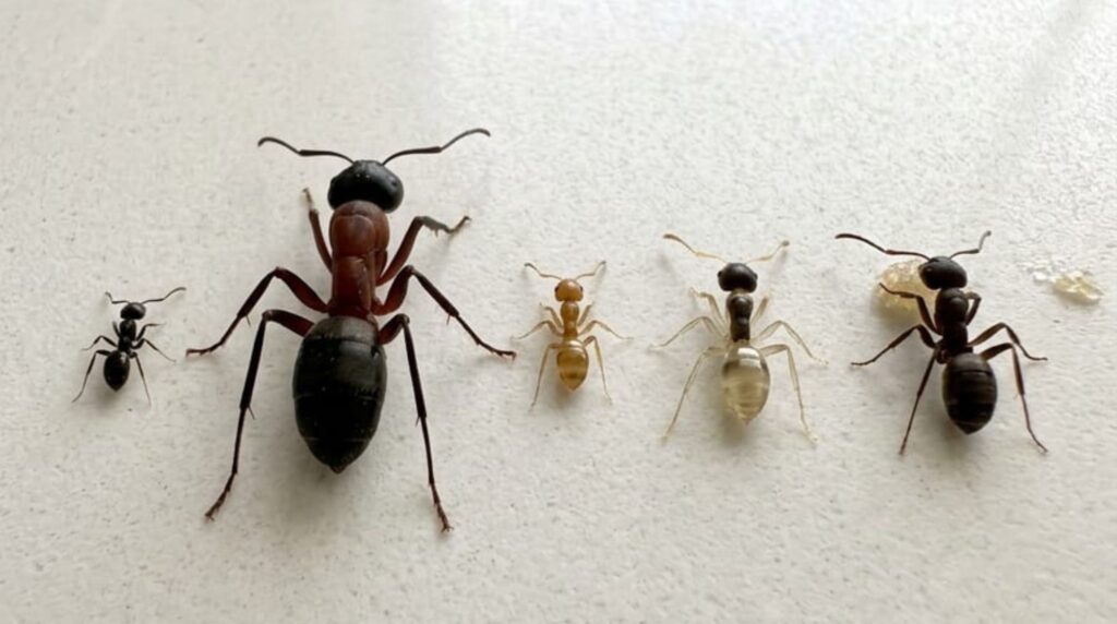 Comparison of common bathroom ants in India: little black ants, carpenter ants, pharaoh ants, ghost ants, and sugar ants